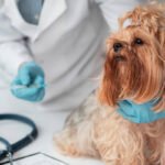 The Best Flea Medicine for Dogs