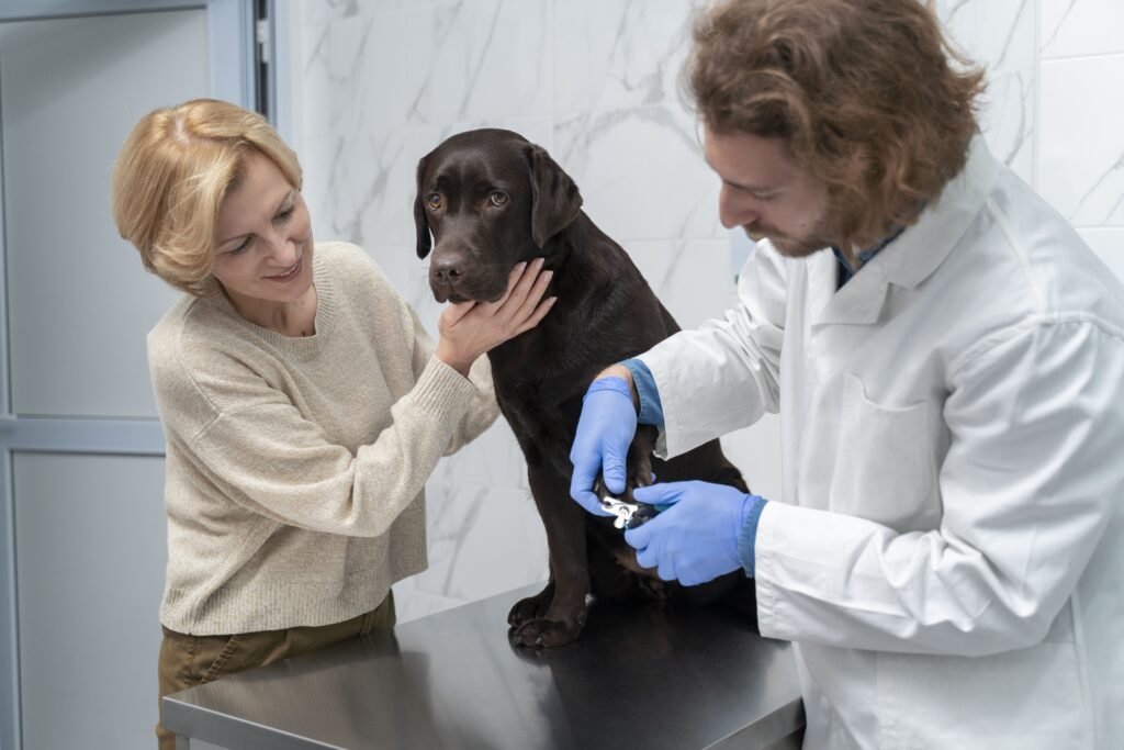 Un perro grande y negro en un veterinario que le sacaran sangre