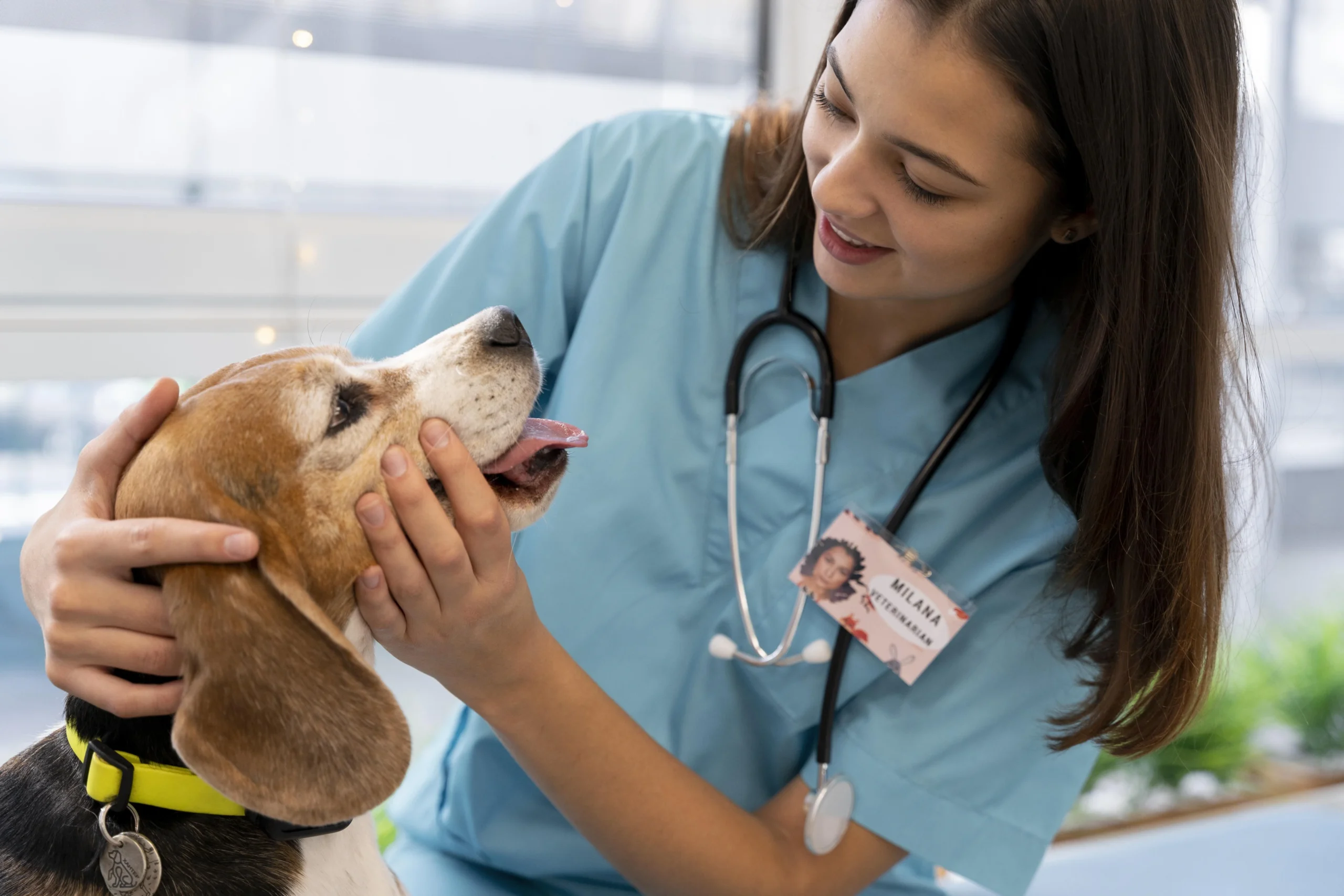 close-up-veterinarian-checking-dog