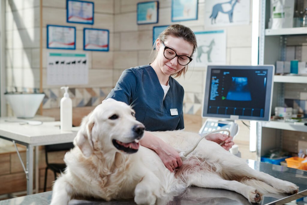 Esterilización de un perro en barcelona