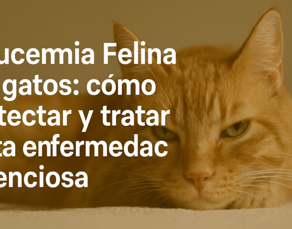 gato-leucemia