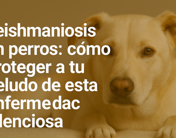perro-leishmaniosis